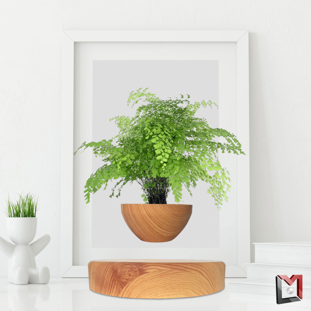 Framed picture of a Floating Wooden Plant Pot, showcasing a green fern plant that appears to be hovering, accompanied by a small white ornament and a book on the nearby desk.